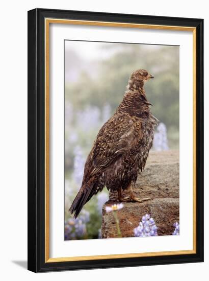 Blue Grouse-Bob Gibbons-Framed Photographic Print