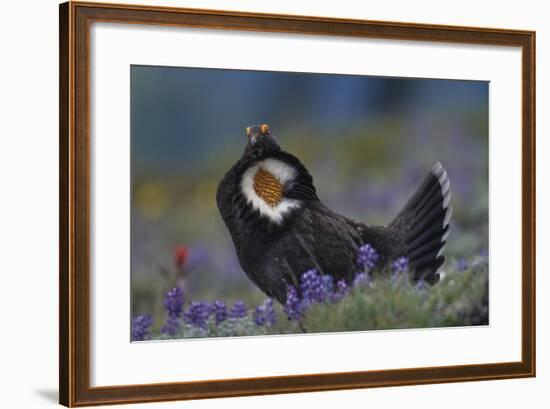 Blue Grouse-DLILLC-Framed Photographic Print