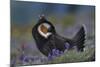 Blue Grouse-DLILLC-Mounted Photographic Print