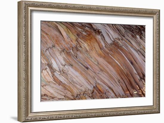 Blue Gum Tree Bark-null-Framed Photographic Print