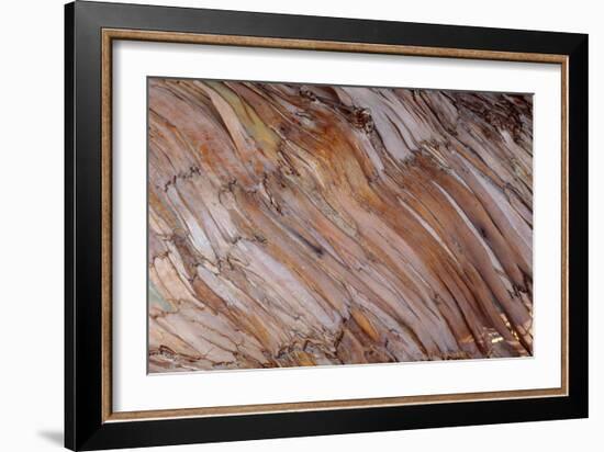 Blue Gum Tree Bark-null-Framed Photographic Print