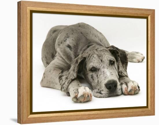 Blue Harlequin Great Dane Pup, 'Maisie', Lying with Chin on the Floor-Jane Burton-Framed Premier Image Canvas