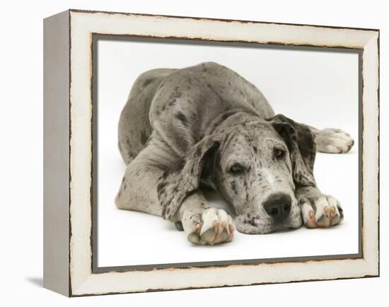 Blue Harlequin Great Dane Pup, 'Maisie', Lying with Chin on the Floor-Jane Burton-Framed Premier Image Canvas