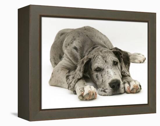 Blue Harlequin Great Dane Pup, 'Maisie', Lying with Chin on the Floor-Jane Burton-Framed Premier Image Canvas