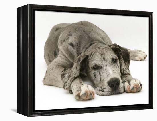 Blue Harlequin Great Dane Pup, 'Maisie', Lying with Chin on the Floor-Jane Burton-Framed Premier Image Canvas