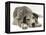 Blue Harlequin Great Dane Pup, 'Maisie', Lying with Chin on the Floor-Jane Burton-Framed Premier Image Canvas