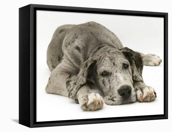 Blue Harlequin Great Dane Pup, 'Maisie', Lying with Chin on the Floor-Jane Burton-Framed Premier Image Canvas