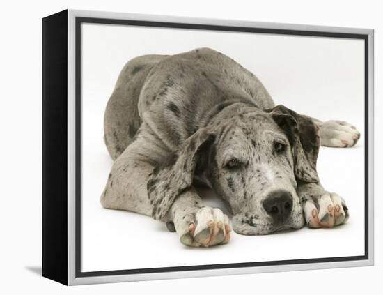 Blue Harlequin Great Dane Pup, 'Maisie', Lying with Chin on the Floor-Jane Burton-Framed Premier Image Canvas