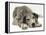 Blue Harlequin Great Dane Pup, 'Maisie', Lying with Chin on the Floor-Jane Burton-Framed Premier Image Canvas