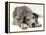 Blue Harlequin Great Dane Pup, 'Maisie', Lying with Chin on the Floor-Jane Burton-Framed Premier Image Canvas