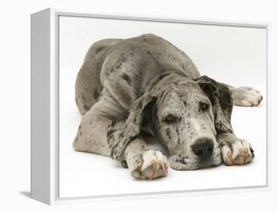 Blue Harlequin Great Dane Pup, 'Maisie', Lying with Chin on the Floor-Jane Burton-Framed Premier Image Canvas