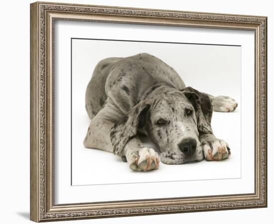 Blue Harlequin Great Dane Pup, 'Maisie', Lying with Chin on the Floor-Jane Burton-Framed Photographic Print