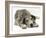 Blue Harlequin Great Dane Pup, 'Maisie', Lying with Chin on the Floor-Jane Burton-Framed Photographic Print