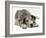 Blue Harlequin Great Dane Pup, 'Maisie', Lying with Chin on the Floor-Jane Burton-Framed Photographic Print