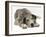 Blue Harlequin Great Dane Pup, 'Maisie', Lying with Chin on the Floor-Jane Burton-Framed Photographic Print