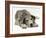 Blue Harlequin Great Dane Pup, 'Maisie', Lying with Chin on the Floor-Jane Burton-Framed Photographic Print