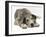 Blue Harlequin Great Dane Pup, 'Maisie', Lying with Chin on the Floor-Jane Burton-Framed Photographic Print