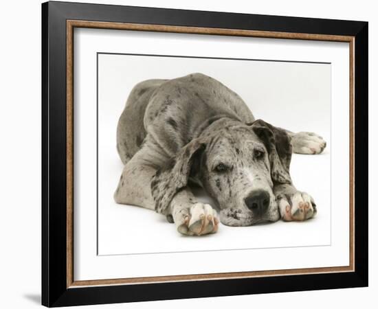 Blue Harlequin Great Dane Pup, 'Maisie', Lying with Chin on the Floor-Jane Burton-Framed Photographic Print