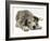 Blue Harlequin Great Dane Pup, 'Maisie', Lying with Chin on the Floor-Jane Burton-Framed Photographic Print