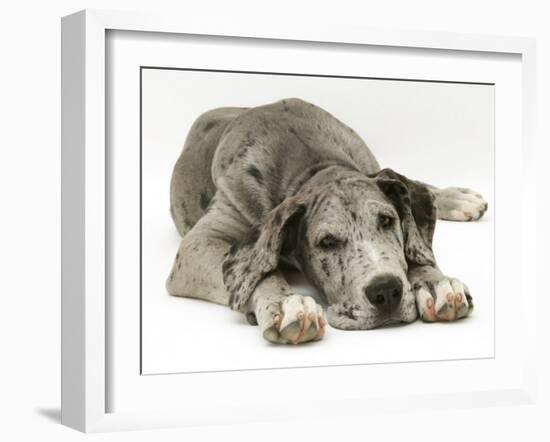 Blue Harlequin Great Dane Pup, 'Maisie', Lying with Chin on the Floor-Jane Burton-Framed Photographic Print