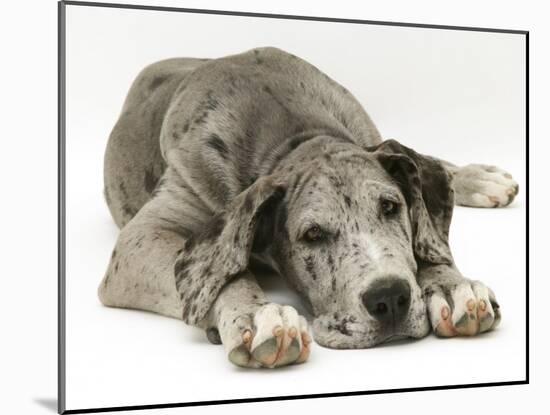 Blue Harlequin Great Dane Pup, 'Maisie', Lying with Chin on the Floor-Jane Burton-Mounted Photographic Print