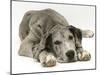 Blue Harlequin Great Dane Pup, 'Maisie', Lying with Chin on the Floor-Jane Burton-Mounted Photographic Print