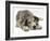 Blue Harlequin Great Dane Pup, 'Maisie', Lying with Chin on the Floor-Jane Burton-Framed Photographic Print