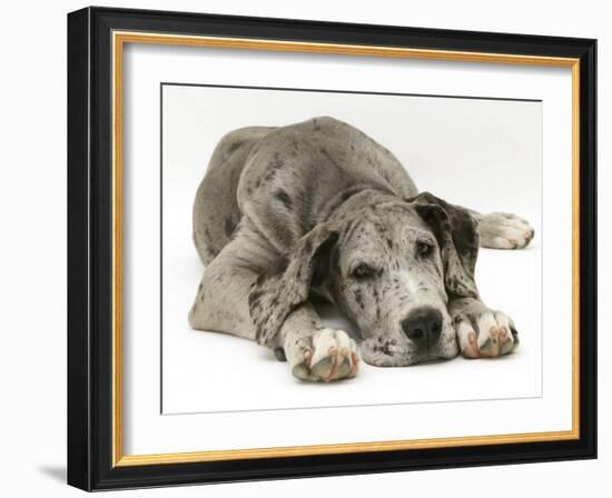 Blue Harlequin Great Dane Pup, 'Maisie', Lying with Chin on the Floor-Jane Burton-Framed Photographic Print