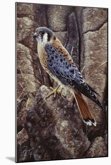 Blue Hawk-Jeff Tift-Mounted Giclee Print