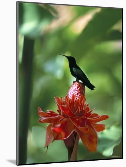 Blue Headed Colibri Bird, Ancient Domaine Limbe, Sainte Marie Commune, French Antilles-Bruno Barbier-Mounted Photographic Print