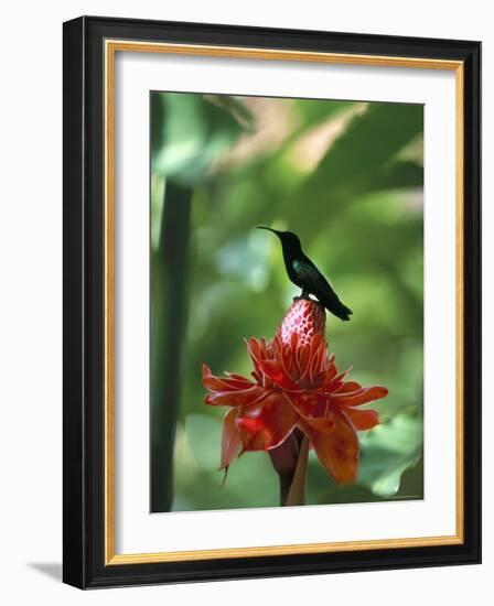 Blue Headed Colibri Bird, Ancient Domaine Limbe, Sainte Marie Commune, French Antilles-Bruno Barbier-Framed Photographic Print