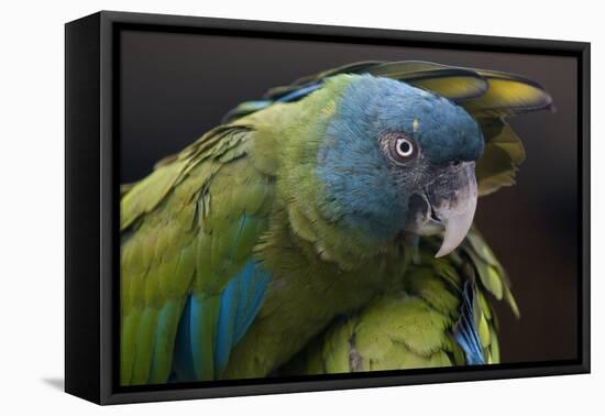 Blue Headed Macaw (Primolius Couloni) One Stretching its Wing over Another-Edwin Giesbers-Framed Premier Image Canvas