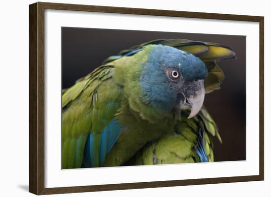 Blue Headed Macaw (Primolius Couloni) One Stretching its Wing over Another-Edwin Giesbers-Framed Photographic Print