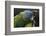 Blue Headed Macaw (Primolius Couloni) One Stretching its Wing over Another-Edwin Giesbers-Framed Photographic Print