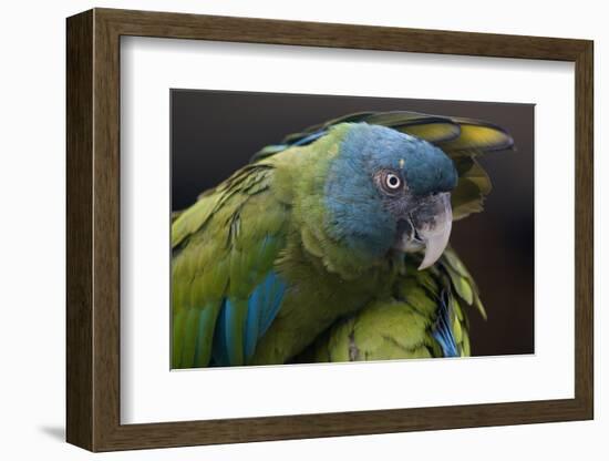 Blue Headed Macaw (Primolius Couloni) One Stretching its Wing over Another-Edwin Giesbers-Framed Photographic Print