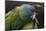 Blue Headed Macaw (Primolius Couloni) One Stretching its Wing over Another-Edwin Giesbers-Mounted Photographic Print