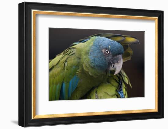 Blue Headed Macaw (Primolius Couloni) One Stretching its Wing over Another-Edwin Giesbers-Framed Photographic Print