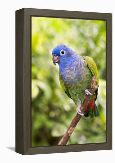 Blue-headed Parrot-Tony Camacho-Framed Premier Image Canvas