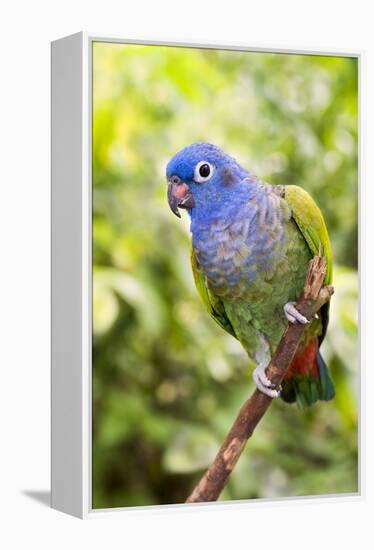Blue-headed Parrot-Tony Camacho-Framed Premier Image Canvas