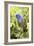 Blue-headed Parrot-Tony Camacho-Framed Photographic Print