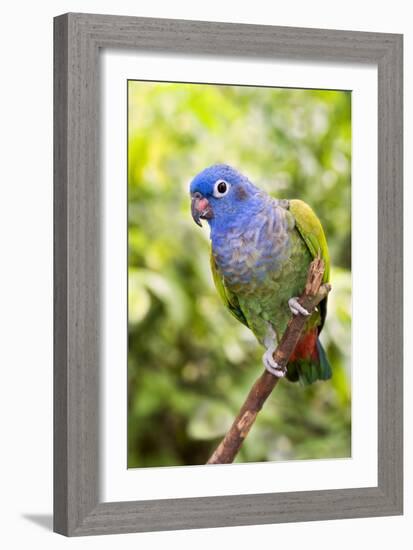 Blue-headed Parrot-Tony Camacho-Framed Photographic Print