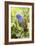 Blue-headed Parrot-Tony Camacho-Framed Photographic Print