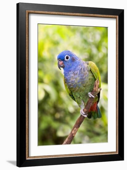 Blue-headed Parrot-Tony Camacho-Framed Photographic Print