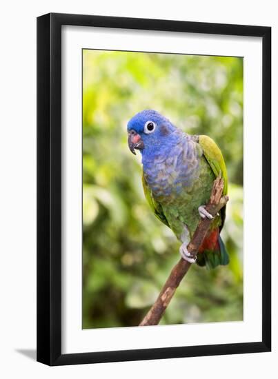 Blue-headed Parrot-Tony Camacho-Framed Photographic Print