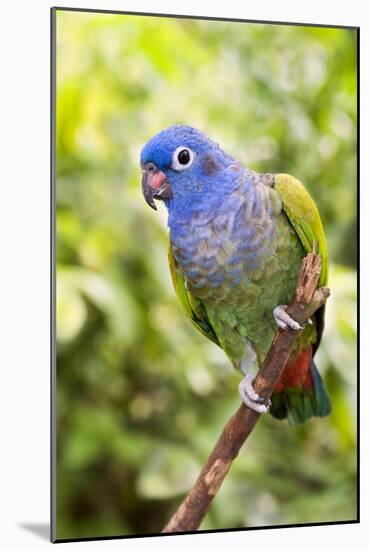 Blue-headed Parrot-Tony Camacho-Mounted Photographic Print