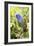 Blue-headed Parrot-Tony Camacho-Framed Photographic Print