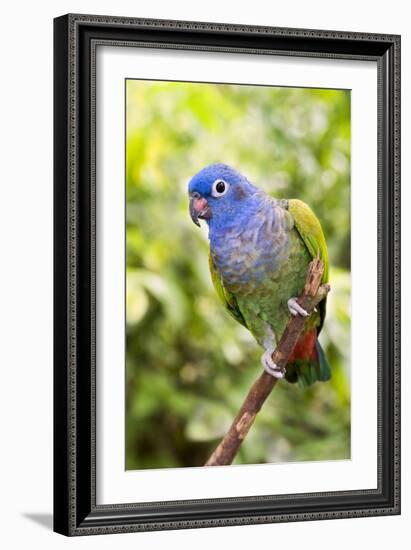 Blue-headed Parrot-Tony Camacho-Framed Photographic Print