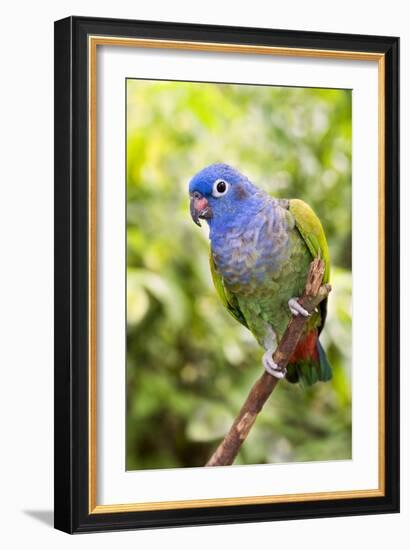 Blue-headed Parrot-Tony Camacho-Framed Photographic Print