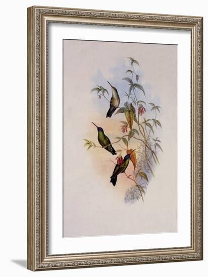 Blue-Headed Sapphire, Eucephala Grayi-John Gould-Framed Giclee Print