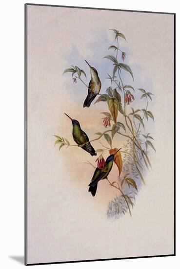 Blue-Headed Sapphire, Eucephala Grayi-John Gould-Mounted Giclee Print